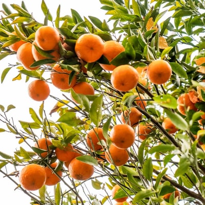 R9.1月下旬発送 訳あり ポンカン 3kg(デコポンの親)家庭用みかん【R01497】