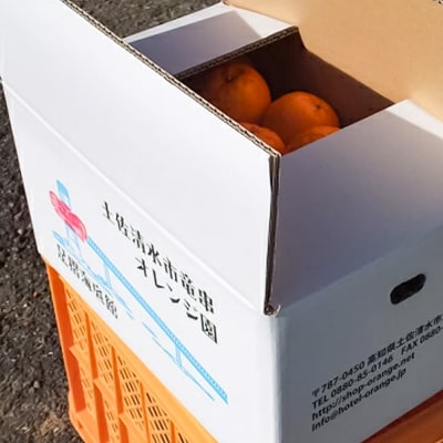 R9.1月下旬発送 訳あり ポンカン 3kg(デコポンの親)家庭用みかん【R01497】