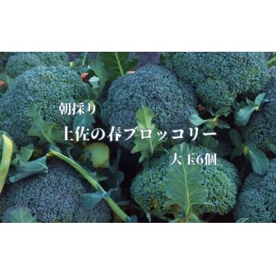 【先行予約】朝採り!土佐の春ブロッコリー(大玉6個)レシピ付き 【R00133】