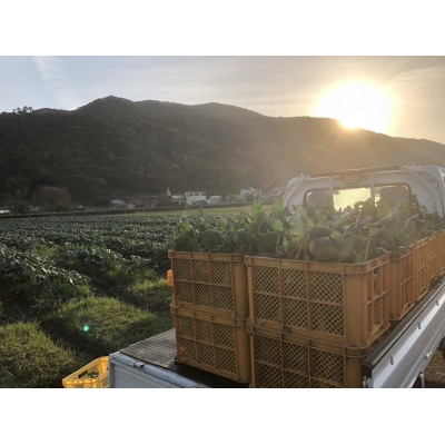 【先行予約】朝採り!土佐の春ブロッコリー(大玉6個)レシピ付き 【R00133】