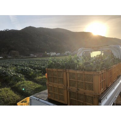 朝採り!土佐の春ブロッコリー(大玉6個)レシピ付き 【R00133】