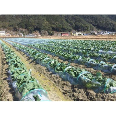 【先行予約】朝採り!土佐の春ブロッコリー(大玉6個)レシピ付き 【R00133】