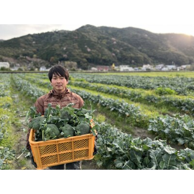 【先行予約】朝採り!土佐の春ブロッコリー(大玉6個)レシピ付き 【R00133】