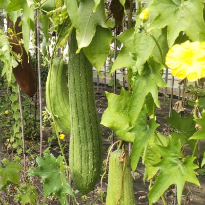 サンゴの海を守る エコ ヘチマたわし スポンジ サイズミックス 10個【R01564】