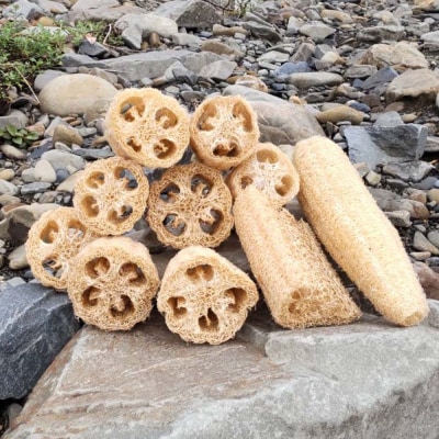 サンゴの海を守る エコ ヘチマたわし スポンジ サイズミックス 10個【R01564】