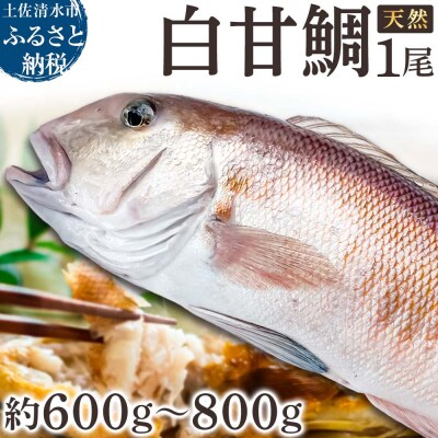 天然 白甘鯛 1尾(約600g～800g)※下処理なし・指定日不可※ 希少高級魚【R01545】