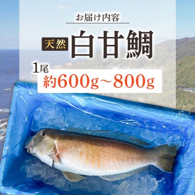 天然 白甘鯛 1尾(約600g～800g)※下処理なし・指定日不可※ 希少高級魚【R01545】