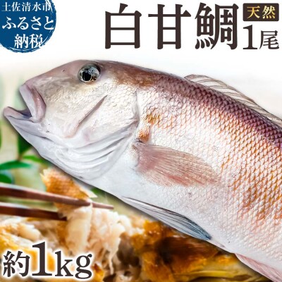 天然 白甘鯛 1尾(約1kg)※下処理なし・指定日不可※ 希少高級魚【R01546】