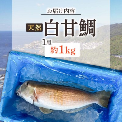 天然 白甘鯛 1尾(約1kg)※下処理なし・指定日不可※ 希少高級魚【R01546】