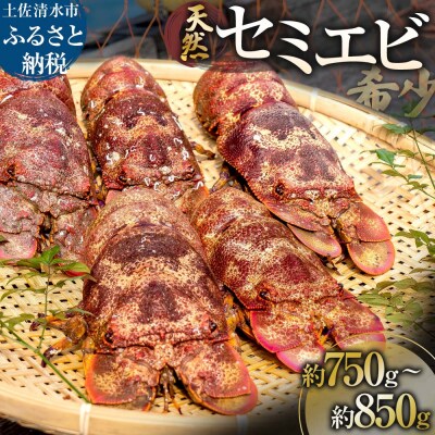 幻の天然セミエビ 約750g～850g(サイズおまかせ)※着日指定不可※海老【R01569】