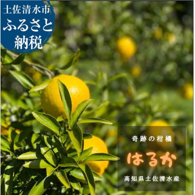令和8年1月発送 はるか 4.5キロ 栽培期間中農薬不使用【R01586】