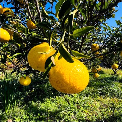 はるか 4.5キロ 栽培期間中農薬不使用 みかん 柑橘類【R01586】