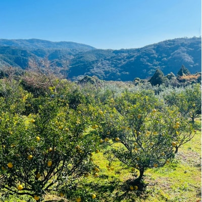 令和8年1月発送 はるか 4.5キロ 栽培期間中農薬不使用【R01586】