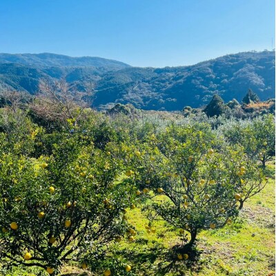 はるか 4.5キロ 栽培期間中農薬不使用 みかん 柑橘類【R01586】