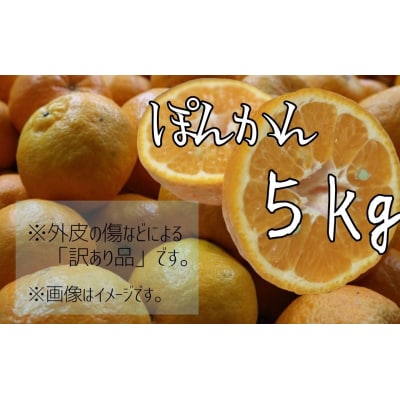 <訳あり>早川農園のぽんかん(5kg)【R01380】