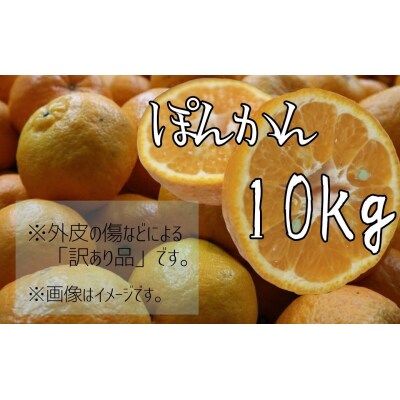 <訳あり>早川農園のぽんかん(10kg)家庭用 ご自宅用【R01381】