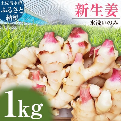 【先行受付】新生姜 1kg 水洗いのみ ジンジャー 野菜 旬 冷え対策 国産 高知県【R01551】