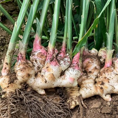 【先行受付】新生姜 2kg 水洗いのみ ジンジャー 野菜 旬 冷え対策 国産 高知県【R01552】