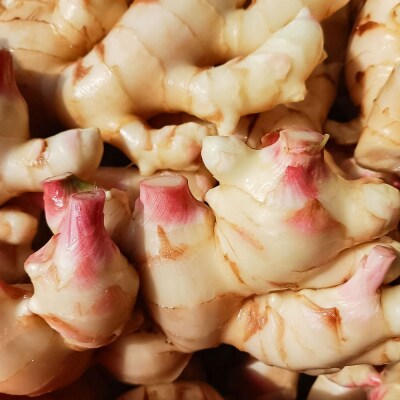 【先行受付】新生姜 3kg 水洗いのみ ジンジャー 野菜 旬 冷え対策 国産 高知県【R01553】