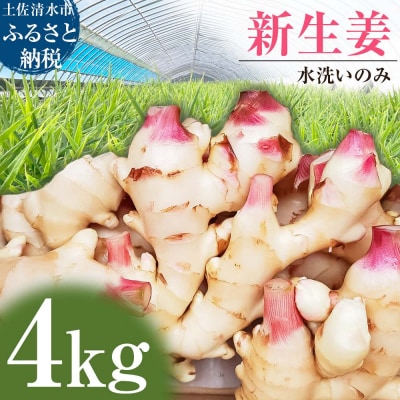 【先行受付】新生姜 4kg 水洗いのみ ジンジャー 野菜 旬 冷え対策 国産 高知県【R01554】