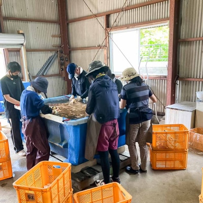 【先行受付】新生姜 4kg 水洗いのみ ジンジャー 野菜 旬 冷え対策 国産 高知県【R01554】