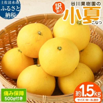 < 訳あり>小夏 1.5kg サイズ混合 日向夏 みかん 自宅用 高知県産 柑橘【R01664】