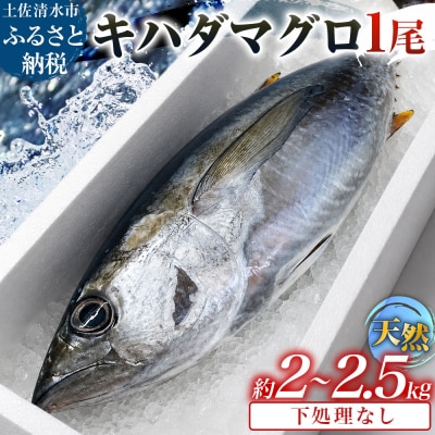 天然 キハダマグロ 1尾(約2kg～2.5kg)下処理なし まぐろ 鮪 赤身 刺身 約8～12人前