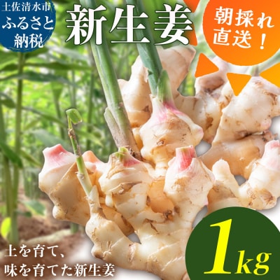 新生姜 1kg 水洗いのみ 生姜【R01771】
