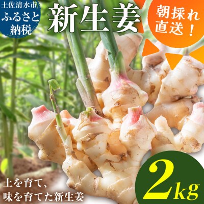 新生姜 2kg 水洗いのみ 生姜【R01772】