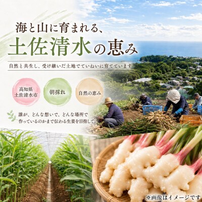 新生姜 2kg 水洗いのみ 生姜【R01772】