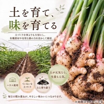 新生姜 6kg(3kg×2箱)水洗いのみ【R01775】 