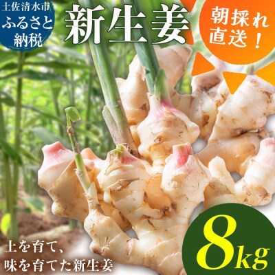 新生姜 8kg(4kg×2箱)水洗いのみ【R01776】
