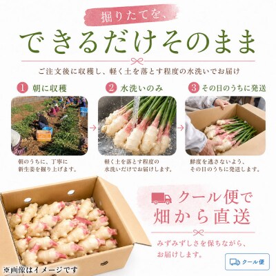 新生姜 8kg(4kg×2箱)水洗いのみ【R01776】