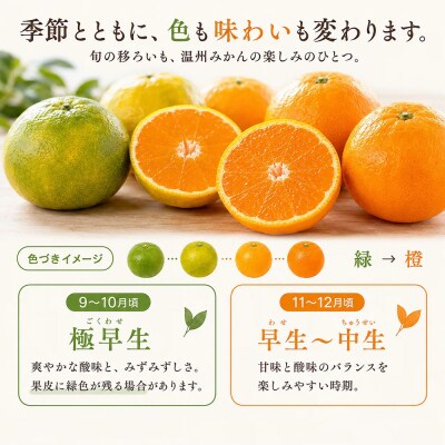 温州みかん 訳あり 10kg 傷み補償300gあり フルーツ 柑橘 サイズミックス【R01788】