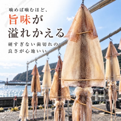 スルメイカ一夜干し 10枚 土佐清水産のスルメイカ ひいとい干し 鮮魚一八【R01785】