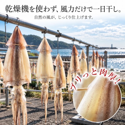 スルメイカ一夜干し 10枚 土佐清水産のスルメイカ ひいとい干し 鮮魚一八【R01785】