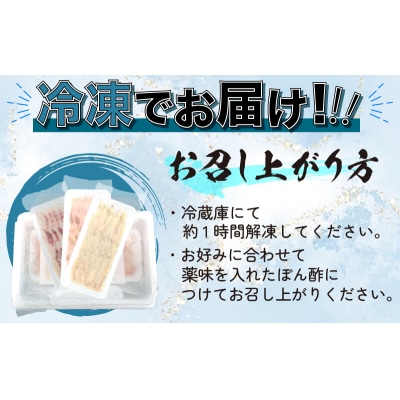 寿司ネタセット BV009
