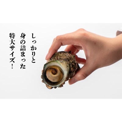 サザエ 1kg 冷凍 下関 EY003