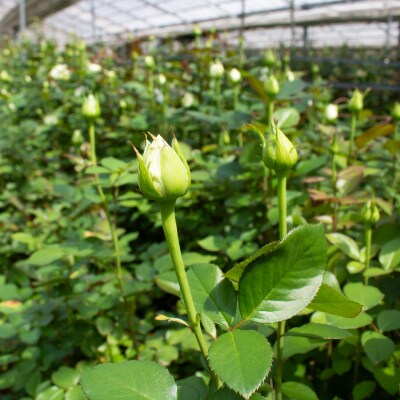 バラの花束定期便 年6回 偶数月 バラ 花束 誕生日 記念日 ギフト下関 山口 JI003-A
