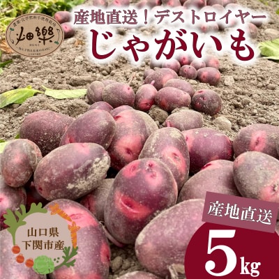 【期間限定】 じゃがいも 5kg 産地直送 デストロイヤー 下関 山口 IN101