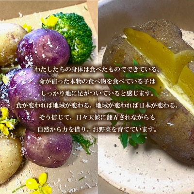 【期間限定】 じゃがいも 5kg 産地直送 デストロイヤー 下関 山口 IN101