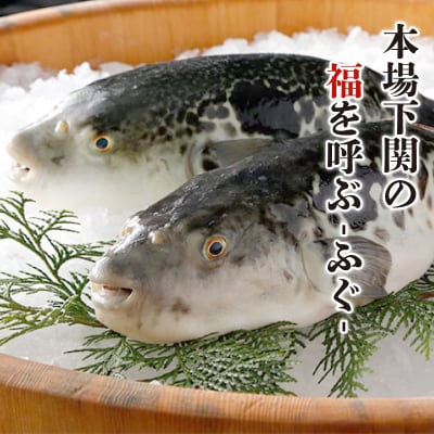 とらふぐ刺身とふぐちりセット ふぐひれ付き 3～4人前 冷蔵 下関 山口 FG022