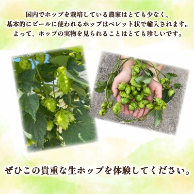 生ホップ ～ビールに浮かべて～ 50g 下関 山口 IN102