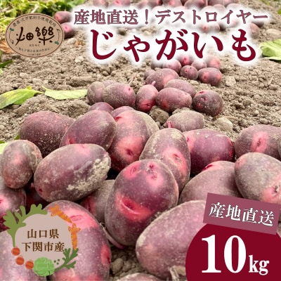 【期間限定】 じゃがいも 10kg 産地直送 デストロイヤー 下関 山口 IN103