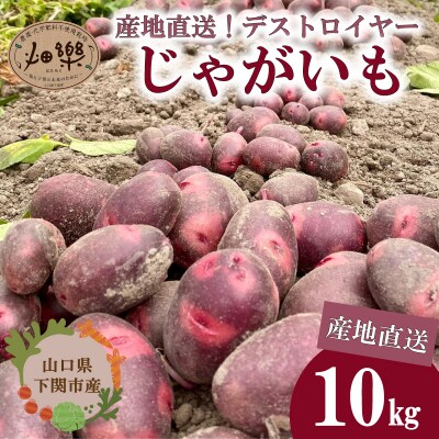 【期間限定】 じゃがいも 10kg 産地直送 デストロイヤー 下関 山口 IN103