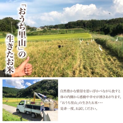 令和7年度米 こしひかり 5kg 山口県 下関市産 MD001