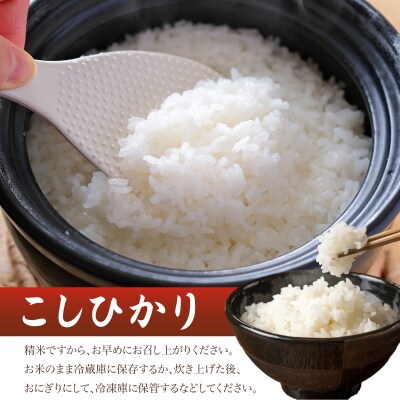 令和7年産 こしひかり 5kg 山口県 下関市産 MD001-x