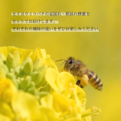 国産はちみつ 夏秋食べ比べ 120g×2本 NB003