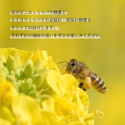 国産はちみつ3種 食べ比べ 50g×3本 計150g NB004