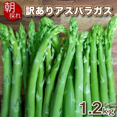 【6-7月発送】 訳あり アスパラガス B品 1.2kg 朝採れ L~2L 下関 山口 FS108